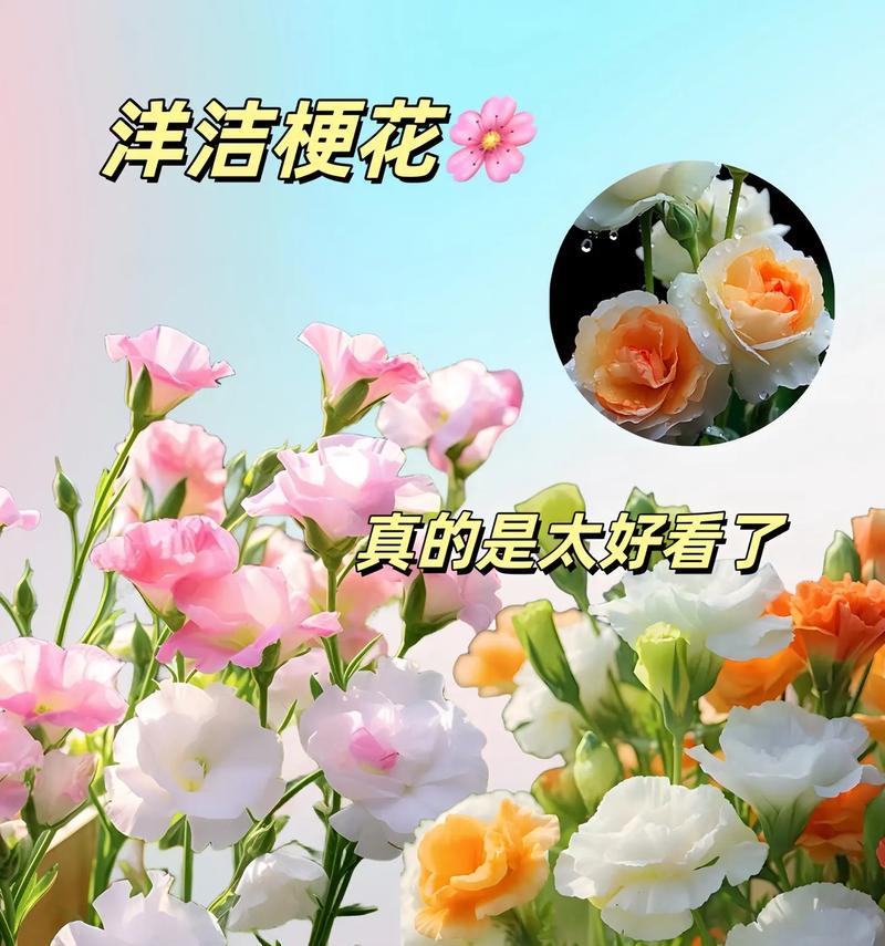 不同花搭配在一起时，它们的花语有何不同？