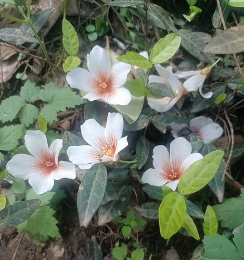 梨花的花语和作用是什么？它在文化中通常象征着什么？