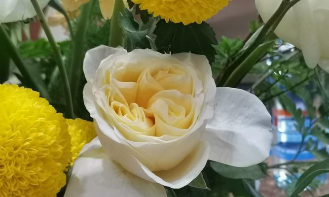 梨花的花语和作用是什么？它在文化中通常象征着什么？