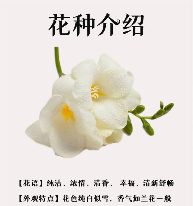 小苍兰花语背后的设计灵感源自哪里？