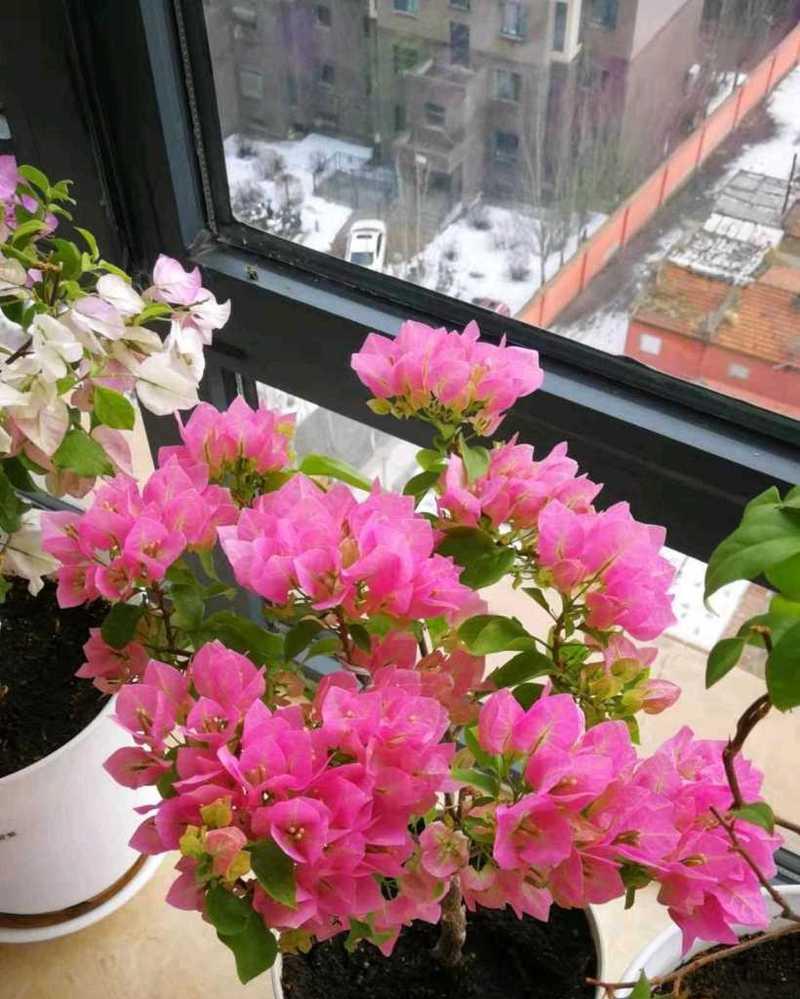 比芭花的花语代表什么？