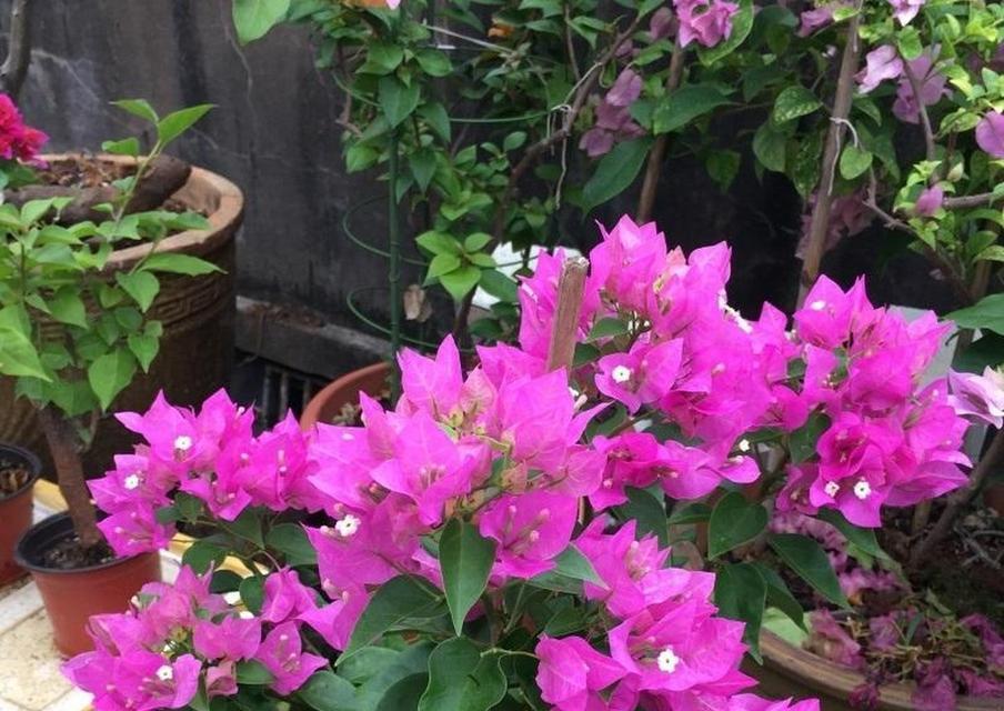 比芭花的花语代表什么？