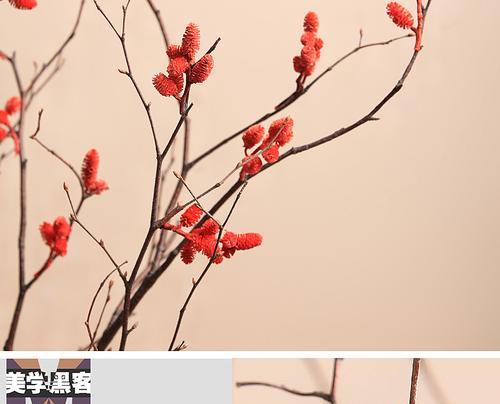 干枝花的花语是什么？干枝花代表了什么样的情感？