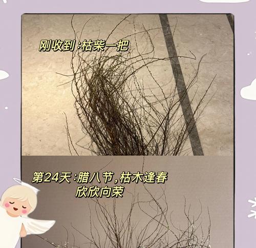 干枝花的花语是什么？干枝花代表了什么样的情感？
