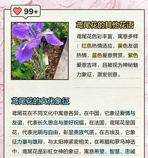 紫鸢尾花的花语是什么？3束玫瑰花花语又是什么呢？