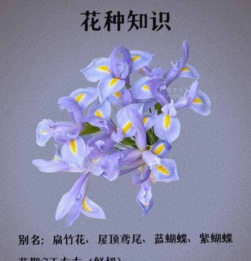 紫鸢尾花的花语是什么？3束玫瑰花花语又是什么呢？