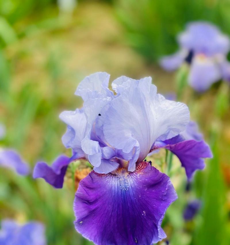 紫鸢尾花的花语是什么？3束玫瑰花花语又是什么呢？