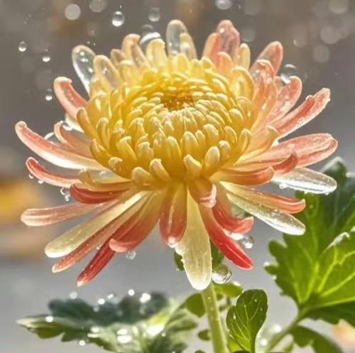 哪种花代表革命的花语？革命之花的象征意义是什么？