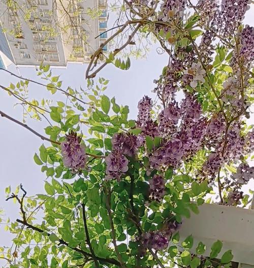 紫藤花语和种类是否相同？紫藤花语有何特别之处？
