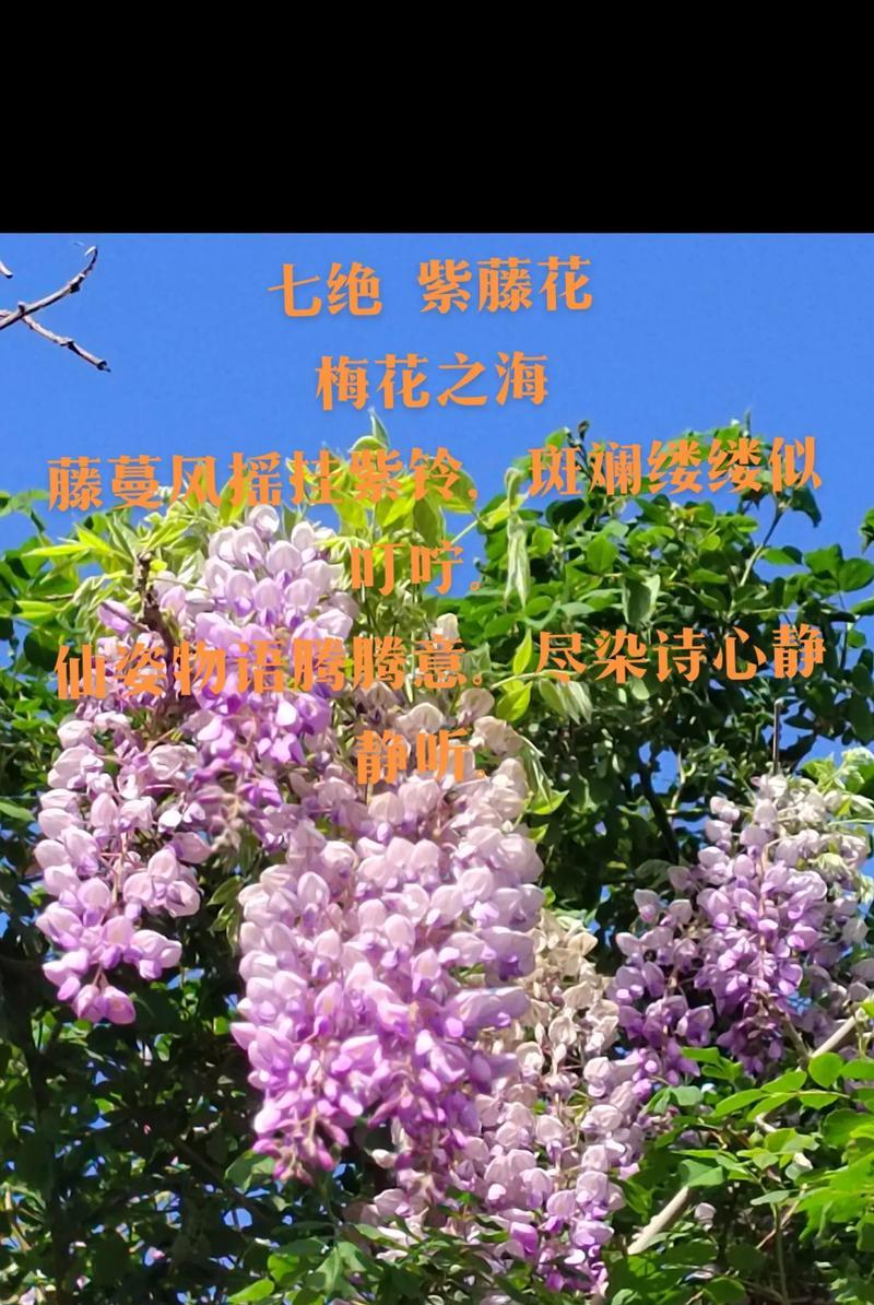 紫藤花语和种类是否相同？紫藤花语有何特别之处？
