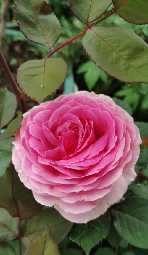 月季花的资料介绍和花语是什么？它代表了什么？