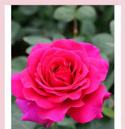 月季花的资料介绍和花语是什么？它代表了什么？