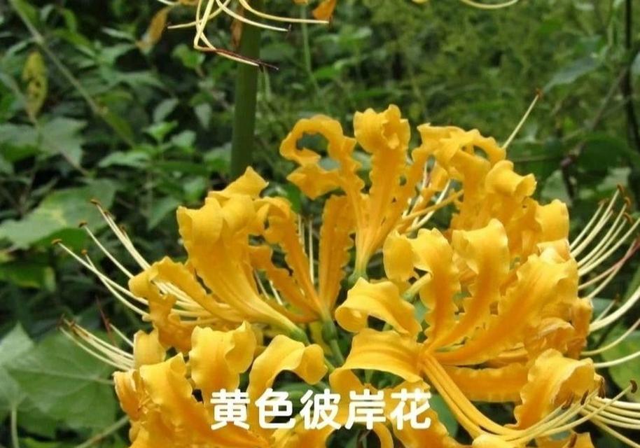 白花的花语有哪些含义？