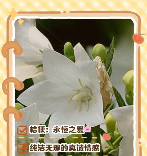 白花的花语有哪些含义？
