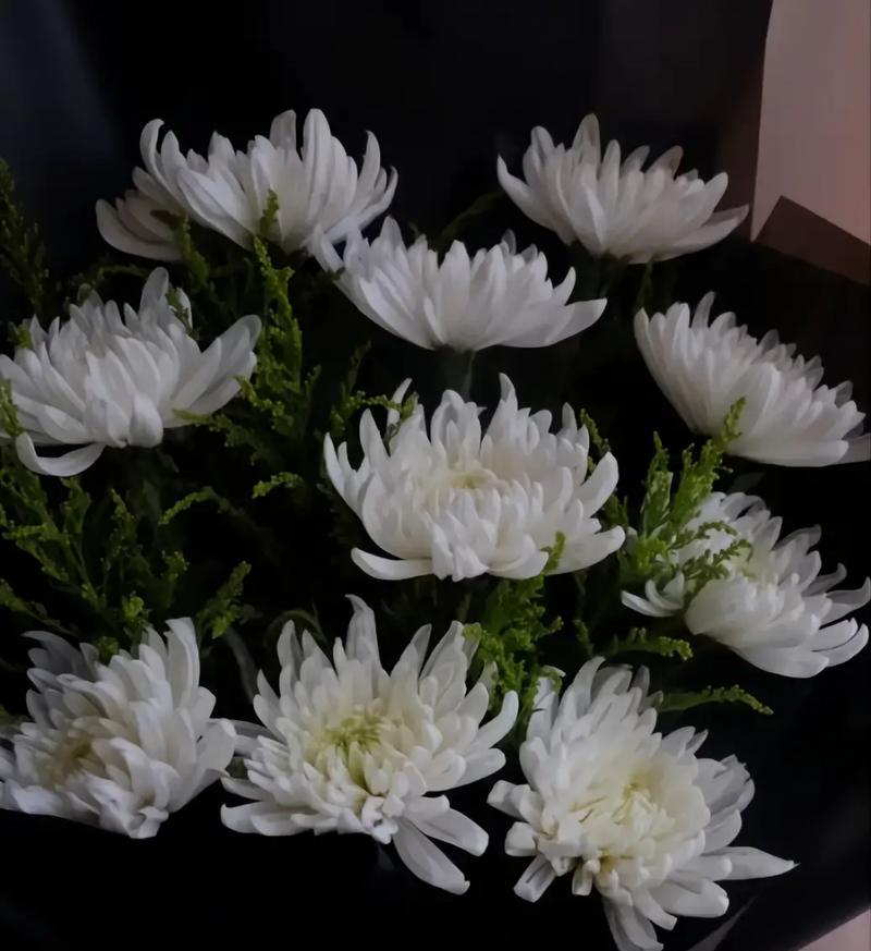 白花的花语有哪些含义？