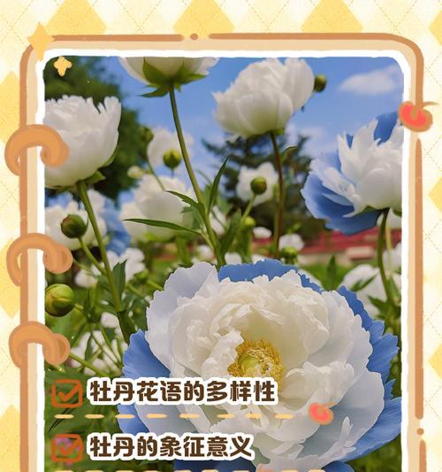 牡丹花毛线两种颜色的花语是什么？如何搭配？