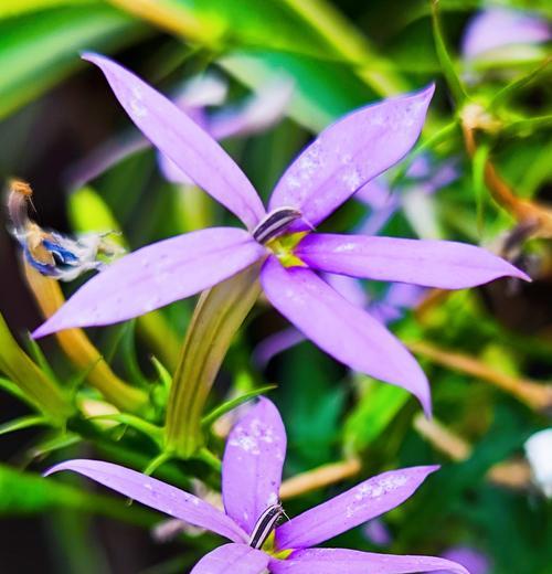 流星花的寓意及花语是什么？流星花象征着怎样的愿望？