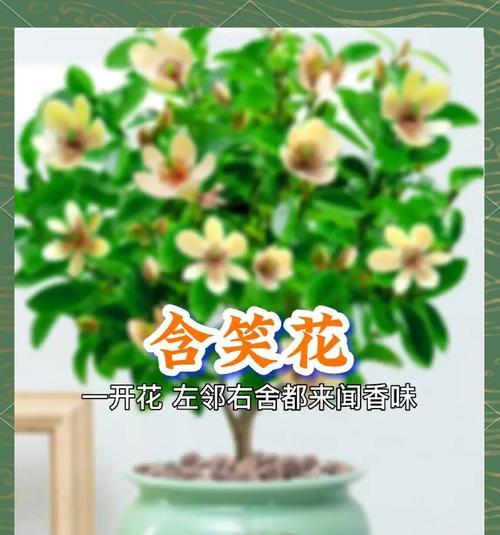 什么花代表张扬破碎感？这种花的花语是什么？