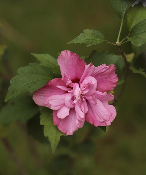什么花代表张扬破碎感？这种花的花语是什么？