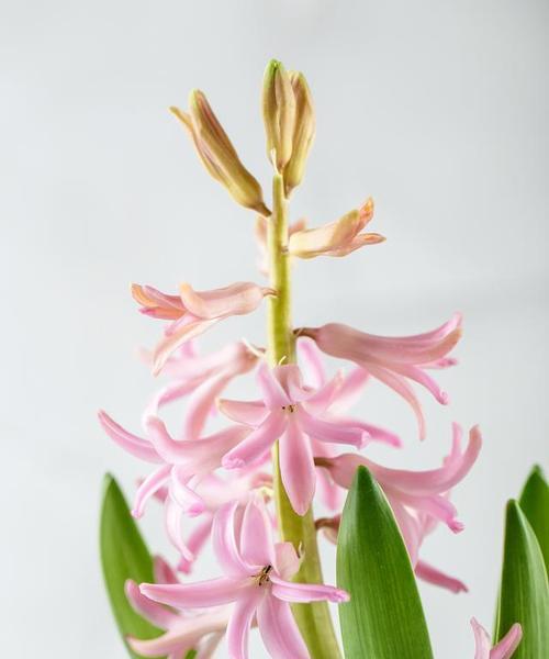 花语家的含义是什么？