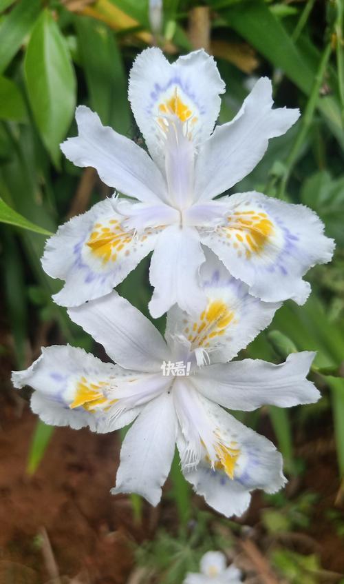 幽会的花语有哪些？哪种花代表幽会？