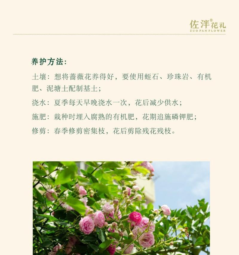 幽会的花语有哪些？哪种花代表幽会？