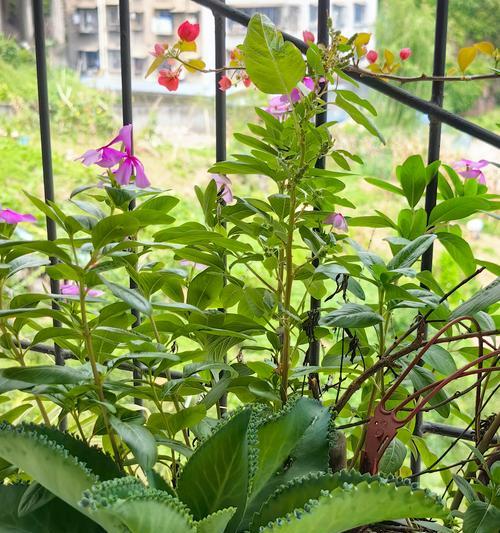 短暂陪伴的花语代表什么含义？