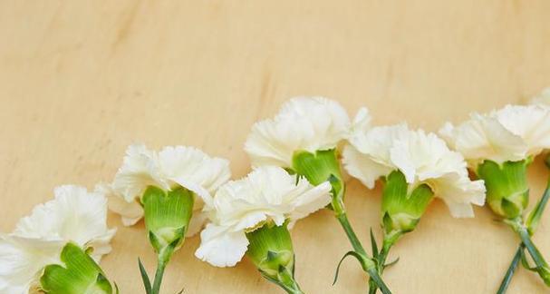 短暂陪伴的花语代表什么含义？