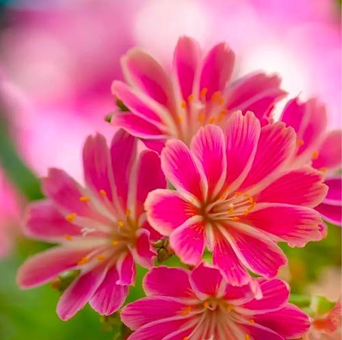 短暂陪伴的花语代表什么含义？