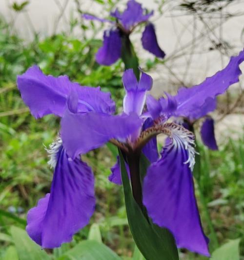 春天的花语代表什么？爱情中的花语有何含义？