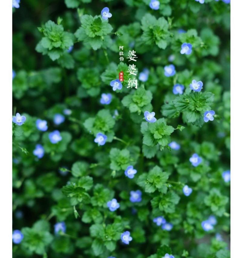 送婆婆哪种花的花语最合适？
