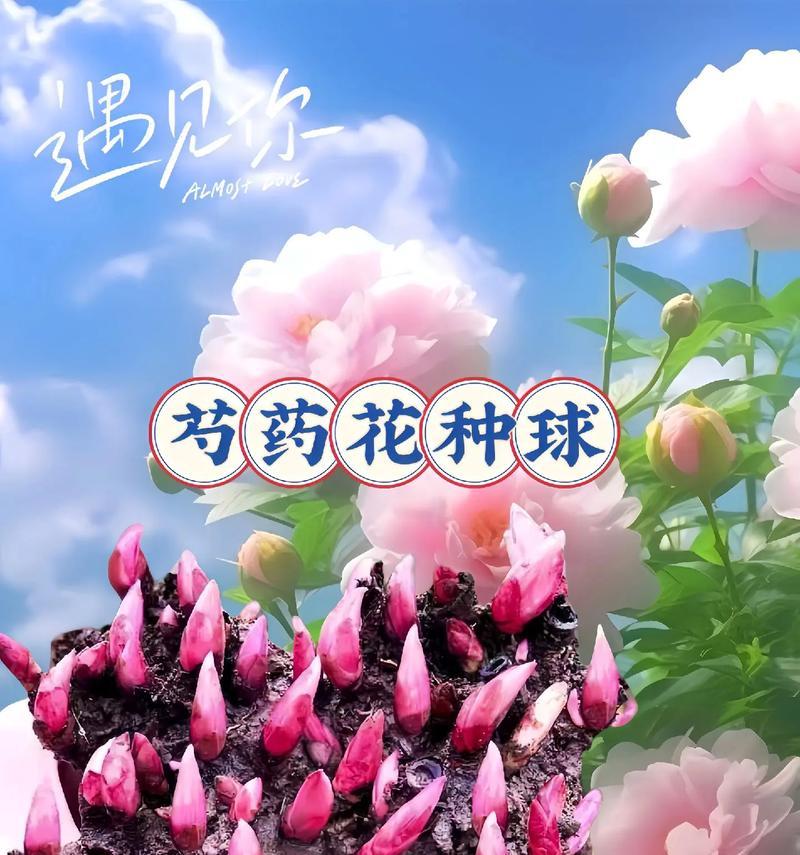 送婆婆哪种花的花语最合适？