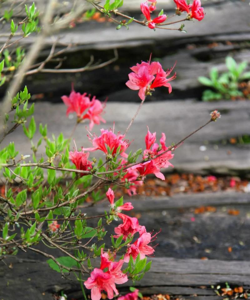 杜鹃花的花语有哪些深层含义？