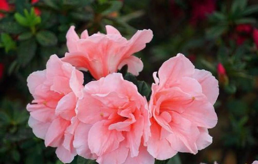 杜鹃花的花语有哪些深层含义？