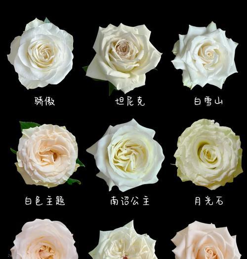 樱花雨玫瑰的花语有何深意？它适合送给谁？