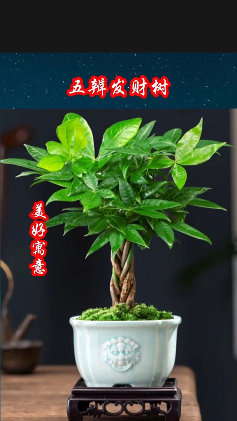 发财花的花语是什么？如何用花语表达发财的愿望？
