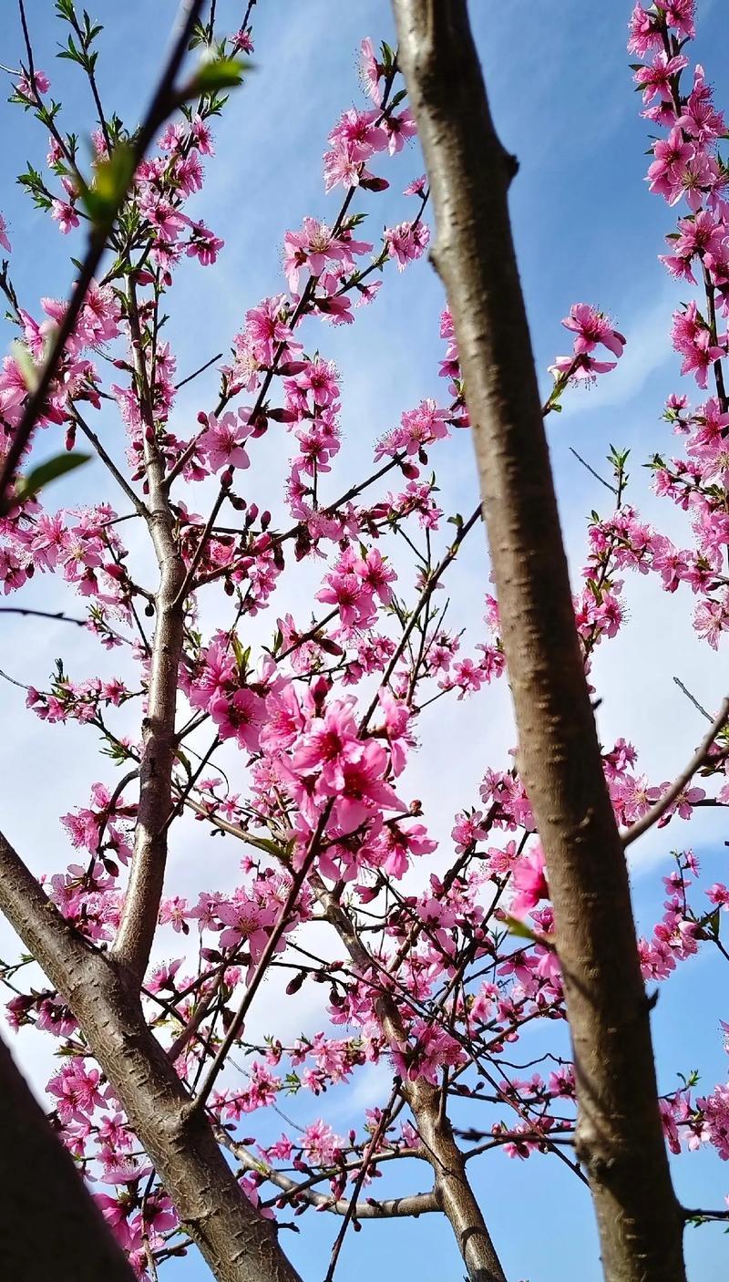 桃花季节的花语和寓意是什么？桃花代表的含义有哪些？