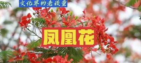 值得比喻的花语和寓意是什么？哪些花语适合用来比喻？