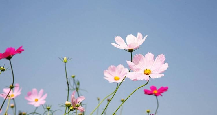 门花五个圆环代表什么花语？五个圆环的花语是什么？