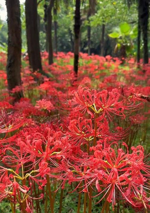 青春离别的花语是什么？青春离别时的花语含义是什么？