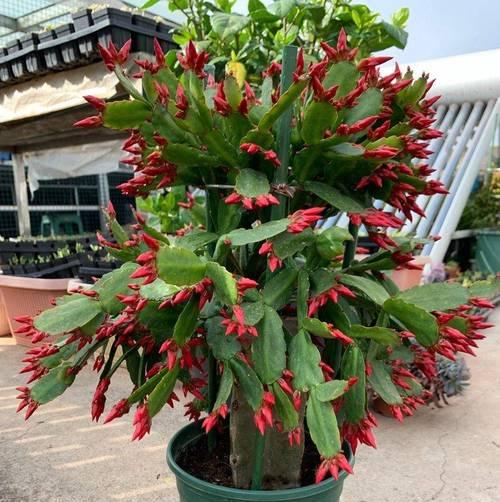 两朵昙花的花语有何特别之处？