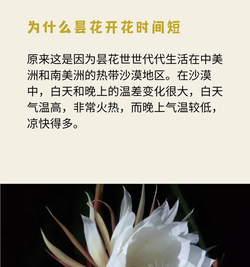两朵昙花的花语有何特别之处？