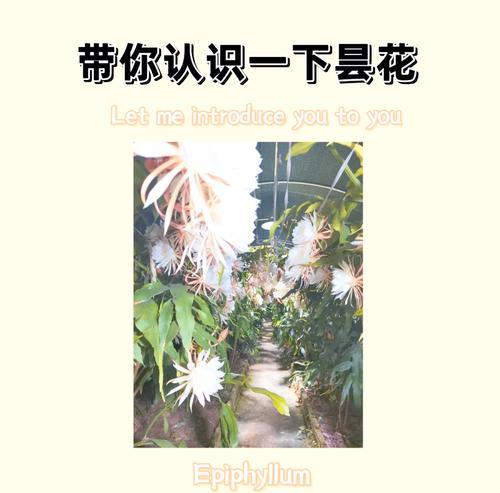 两朵昙花的花语有何特别之处？