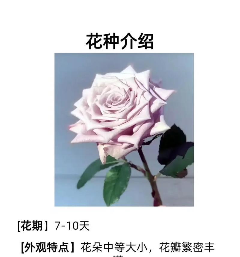 烤肉玫瑰花的花语有何特别之处？