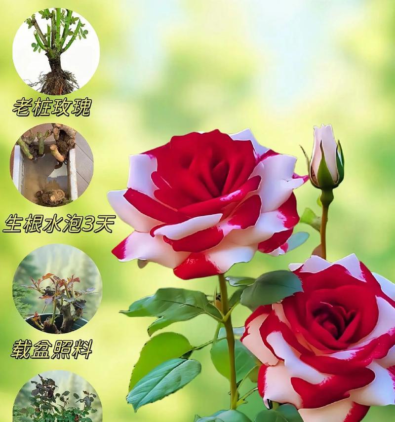 用玫瑰替换花语的花名是什么？花语中玫瑰代表什么含义？