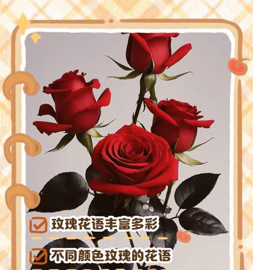 不同颜色玫瑰的花语有何不同？