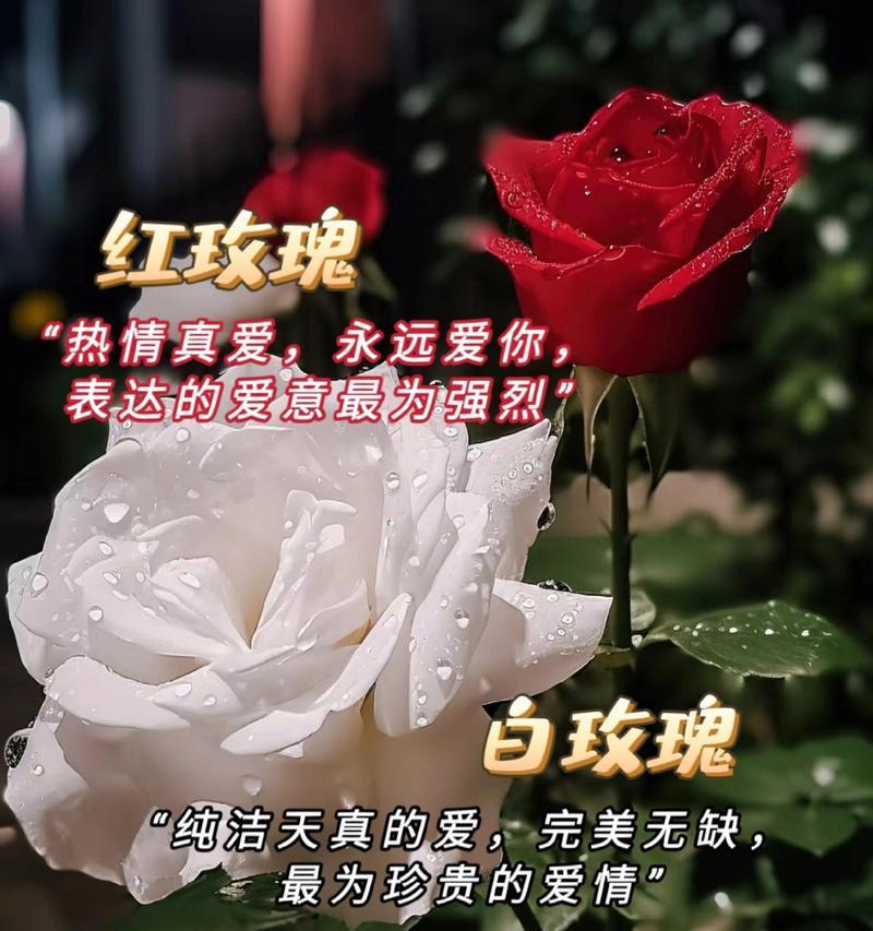 不同颜色玫瑰的花语有何不同？