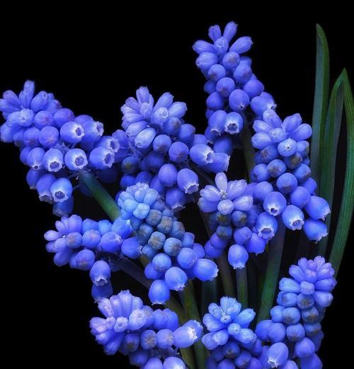 葡萄花语代表什么？两串葡萄的花语有何寓意？