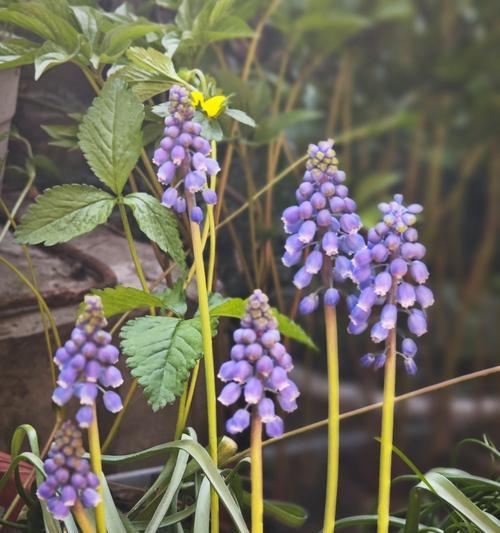 葡萄花语代表什么？两串葡萄的花语有何寓意？
