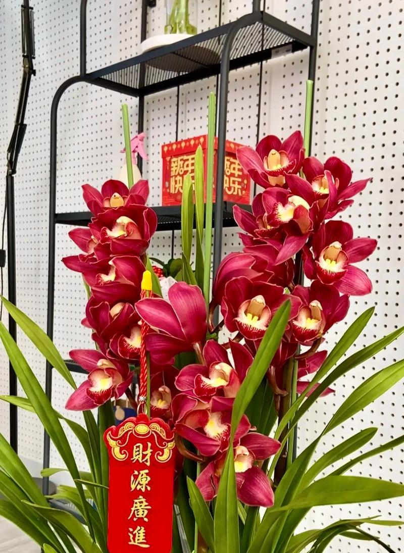 潇洒活着的花语是什么意思？如何用花语表达生活态度？